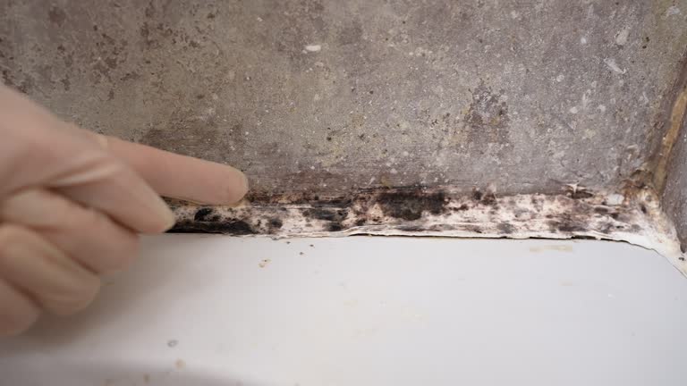 Nebraska City, NE Mold Removal Company