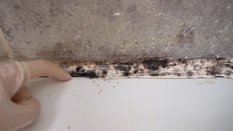 Best Mold Documentation for Insurance Claims  in Braska City, NE